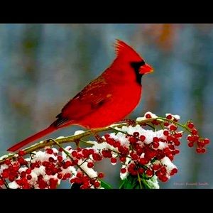 Meet your Posher, Sherry